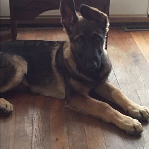 Meet your Posher, Amanda