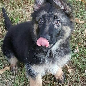 Meet your Posher, Brandy