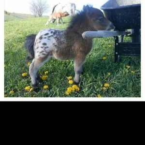 Meet your Posher, Janelle