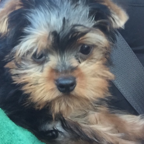 Meet your Posher, Renee - Picture 1 of 1