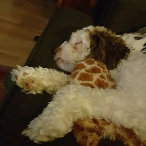 Meet your Posher, Carey