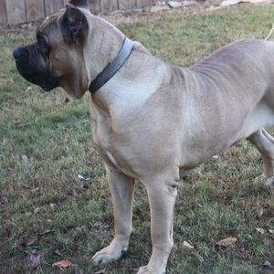 Meet your Posher, Ivory