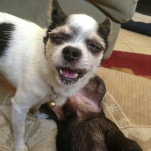 Meet your Posher, Sierra