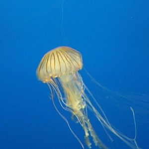 Meet your Posher, Hope