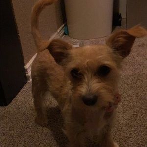 Meet your Posher, Amber