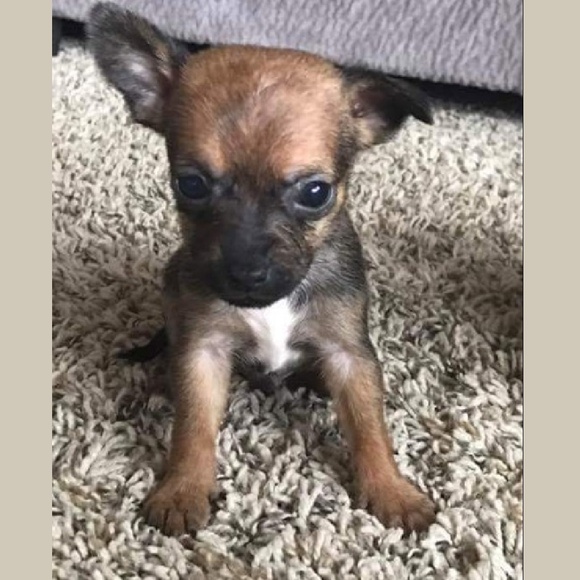 Meet your Posher, Traci - Picture 5 of 8