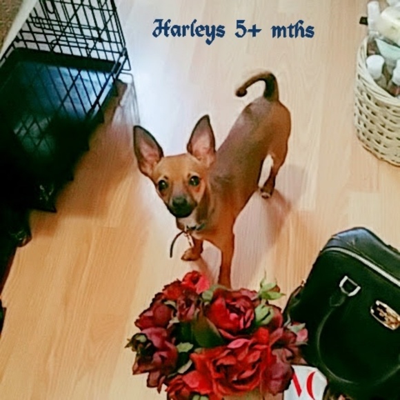 Meet your Posher, Traci - Picture 6 of 8