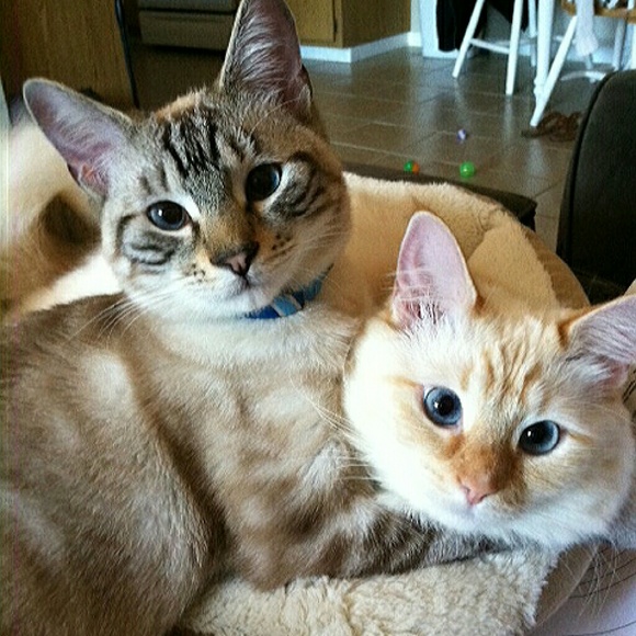 Posh Ambassador and Suggested User - Picture 4 of 5