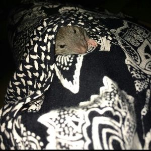 Meet your Posher, Abi