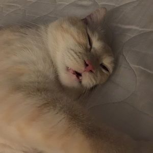 Meet your Posher, Cynthia