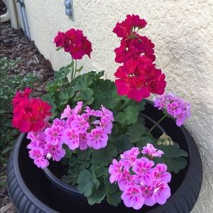 Meet your Posher, Faye