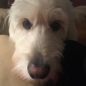 Meet your Posher, Dana