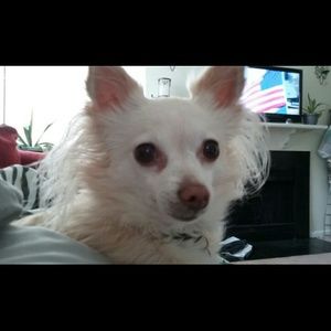 Meet your Posher, Demetrios