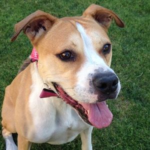 Meet your Posher, Eva