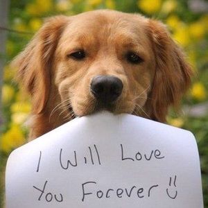 Meet your Posher, Rosy