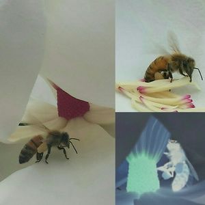 Meet your Posher, Nelly