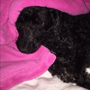 Meet your Posher, Lexi