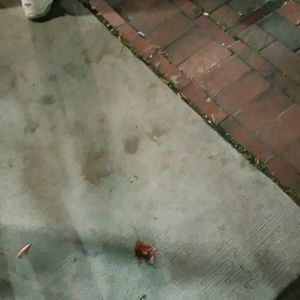 Meet your Posher, Sheena