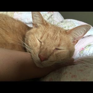 Meet your Posher, Rachel