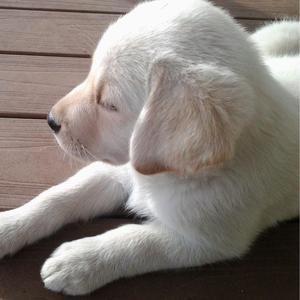 Meet your Posher, Janet