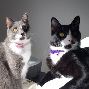 Meet your Posher, Alicia