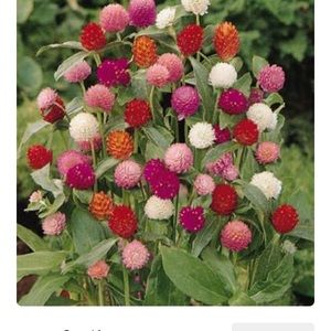 Meet your Posher, Alesha