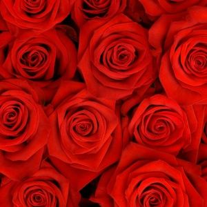 Meet your Posher, Angella