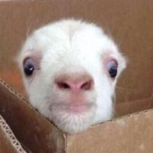 Meet your Posher, Courtney