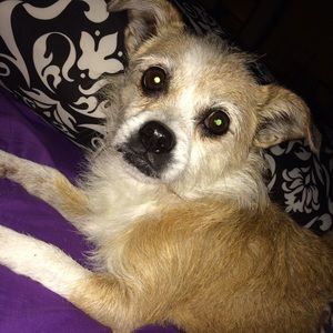 Meet your Posher, Lillie