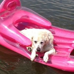 Meet your Posher, Bruce