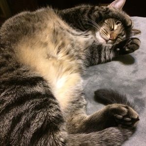 Meet your Posher, Ammie