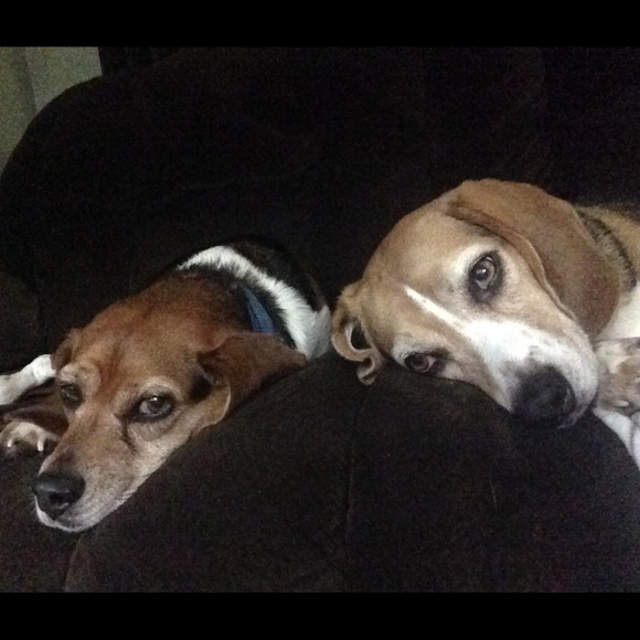 Meet your Posher, Tia - Picture 2 of 4