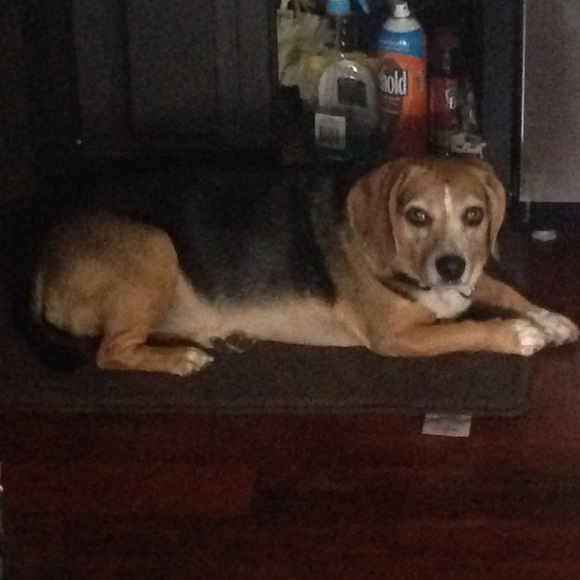 Meet your Posher, Tia - Picture 3 of 4