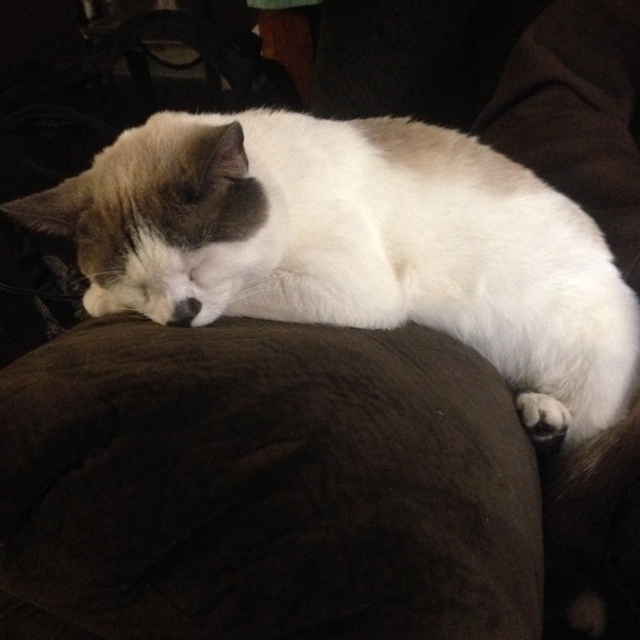 Meet your Posher, Tia - Picture 4 of 4