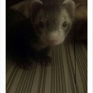 Meet your Posher, Brenda