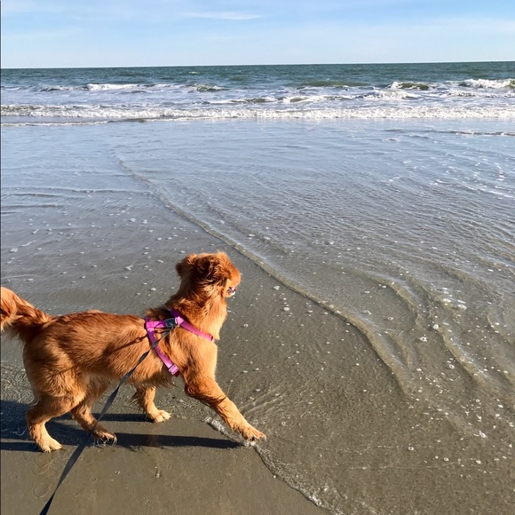 Meet your Posher, Maggie - Picture 4 of 5