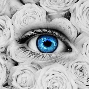 Meet your Posher, Dee