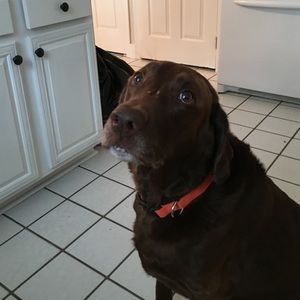 Meet your Posher, Bill