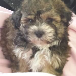 Meet your Posher, Rona