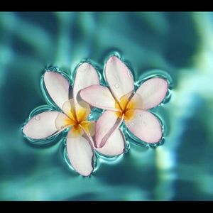 Meet your Posher, Jackline