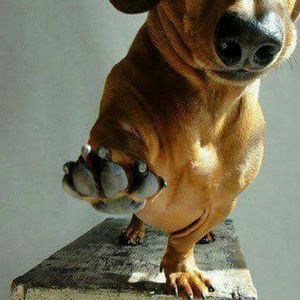 Meet your Posher, Lorry