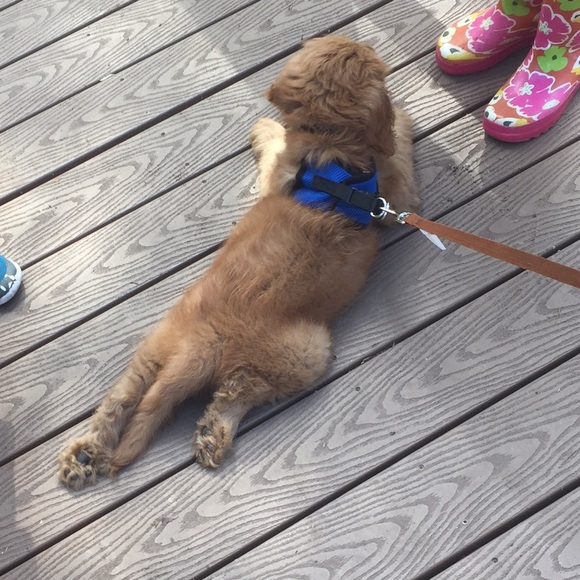 Meet your Posher, Madison - Picture 1 of 1