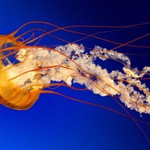 Meet your Posher, Nichole