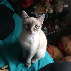 Meet your Posher, Chelsy