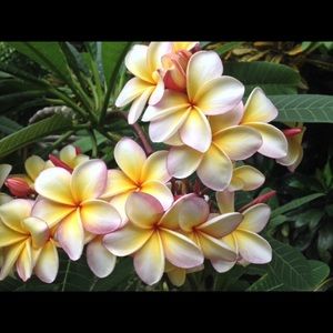 Meet your Posher, Ann