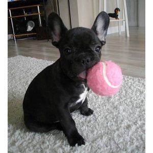 Meet your Posher, Lili