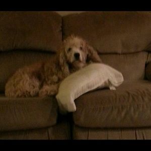 Meet your Posher, Debbie