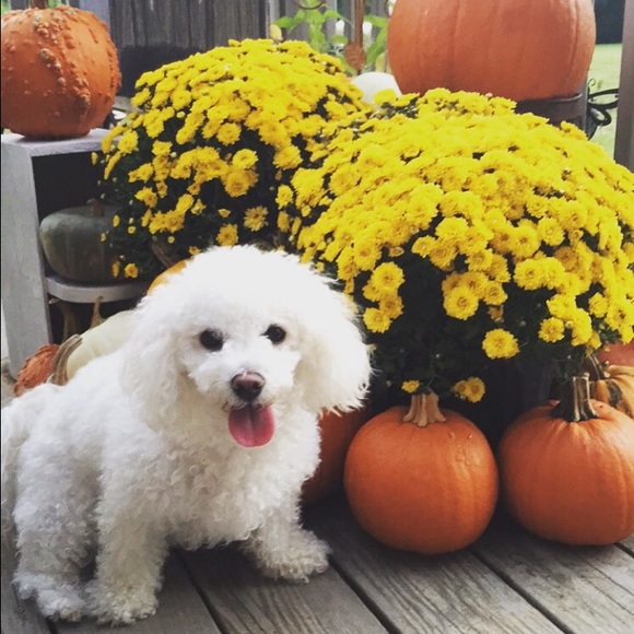 Meet your Posher, Madison - Picture 3 of 4