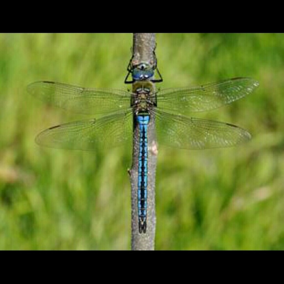 Meet your Posher, Lala