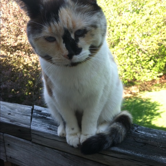 Meet your Posher, Michelle - Picture 2 of 2